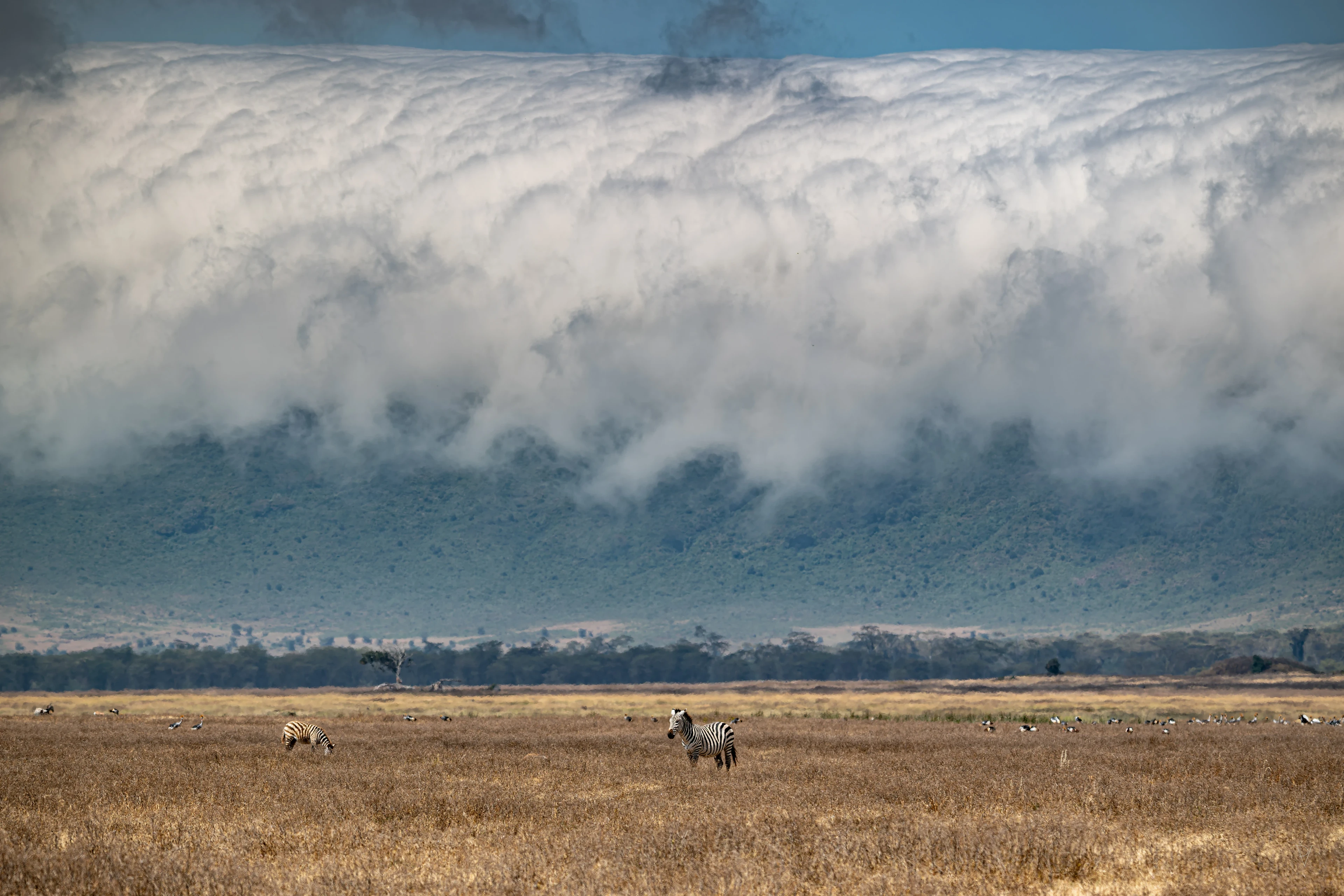 Ngorongoro