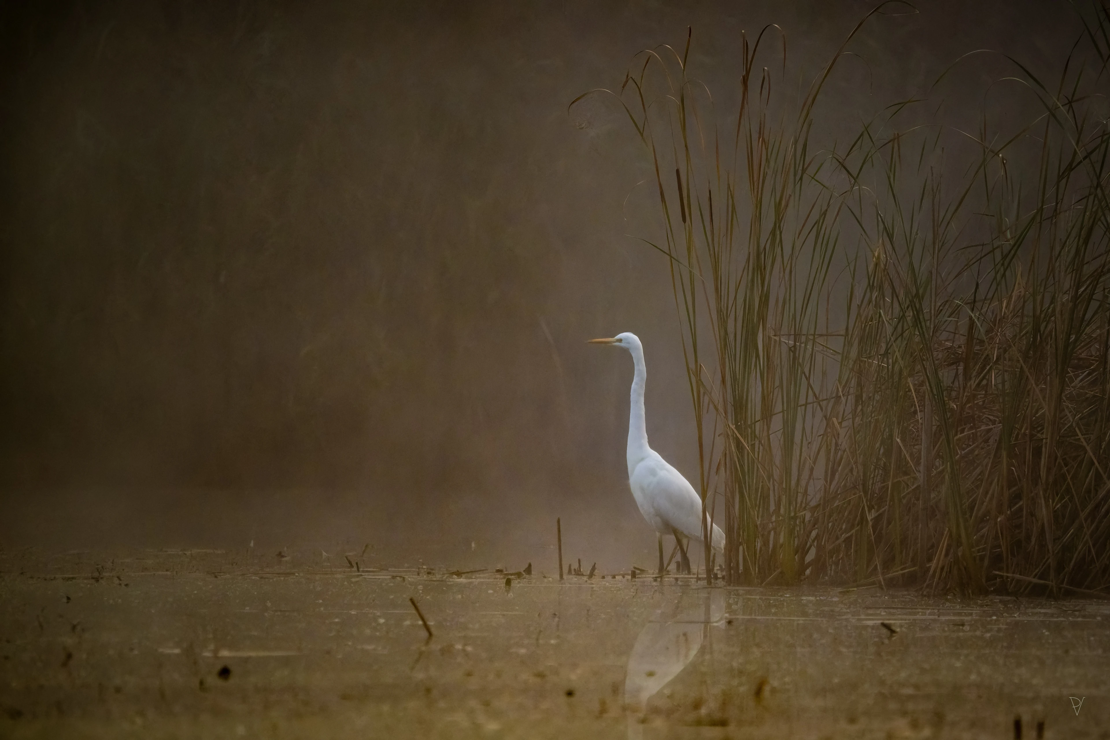 Volavka bílá (Egretta alba)
