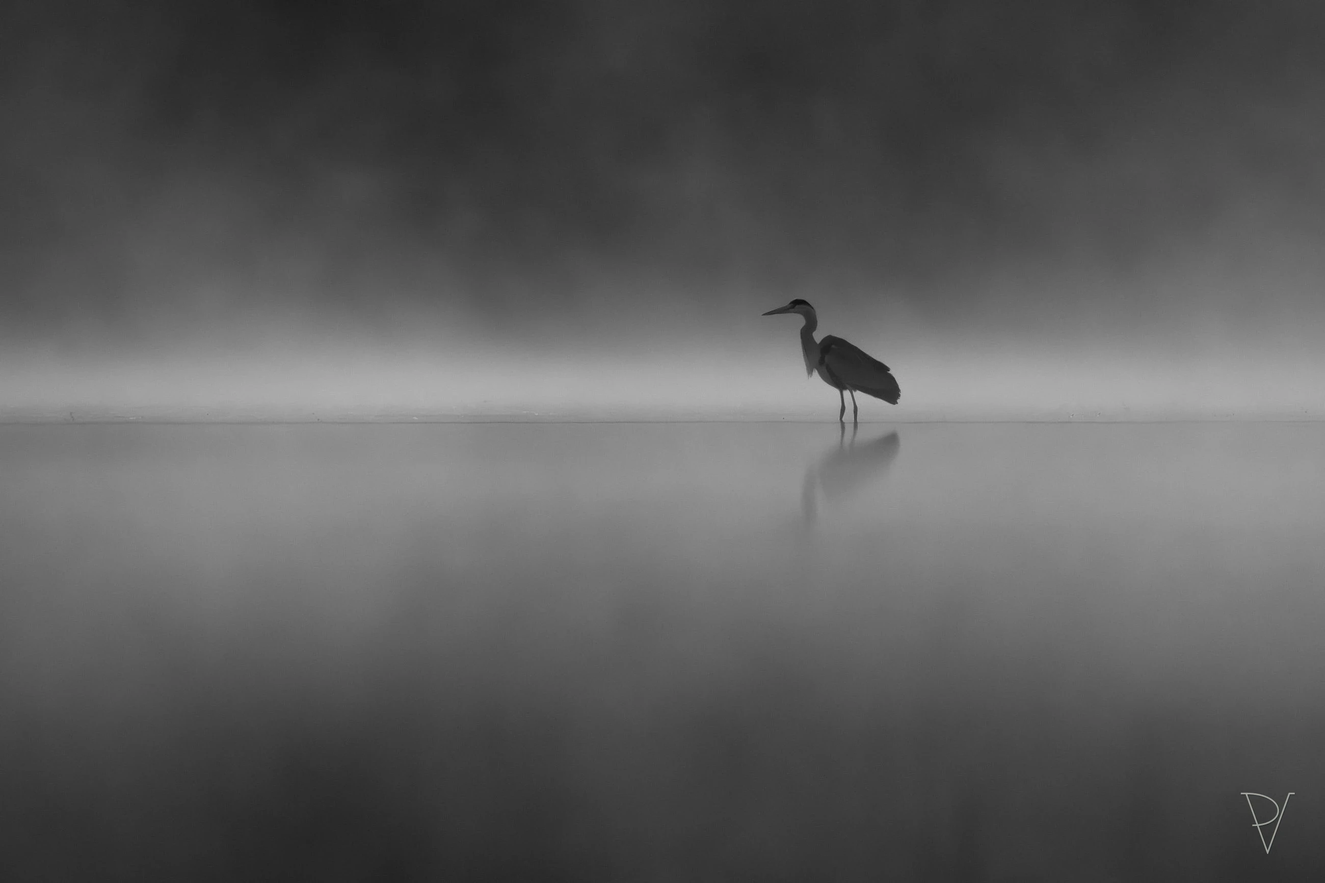 Volavka popelavá (Ardea cinerea)