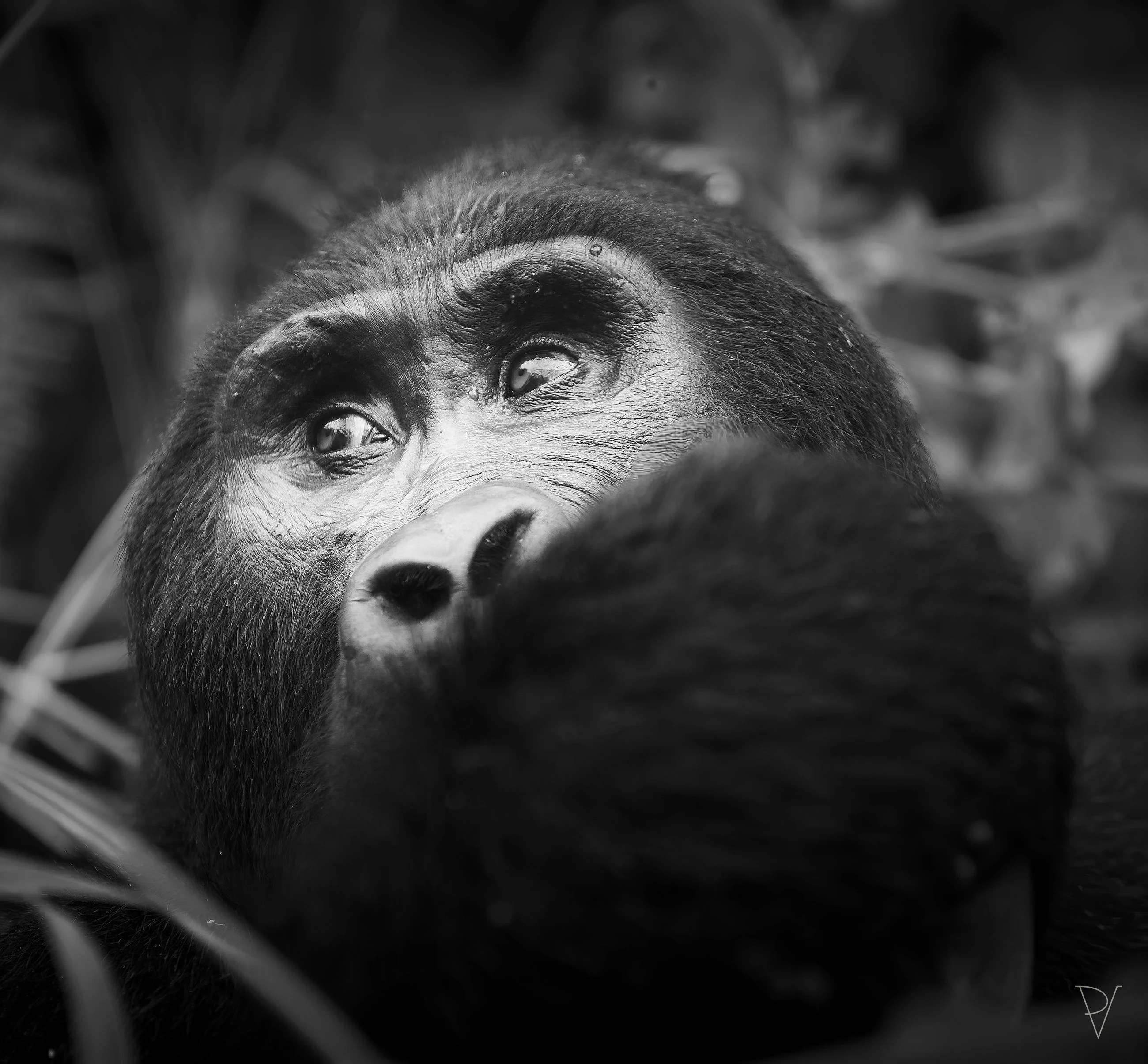 Gorila horská (Gorilla beringei beringei)