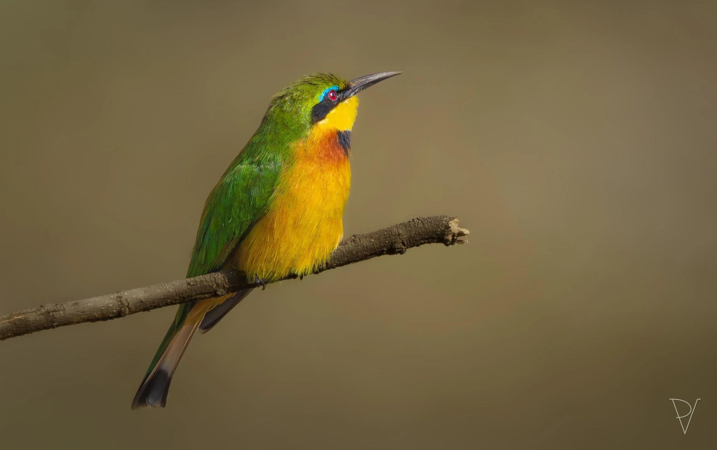 Vlha malá (Merops pusillus)