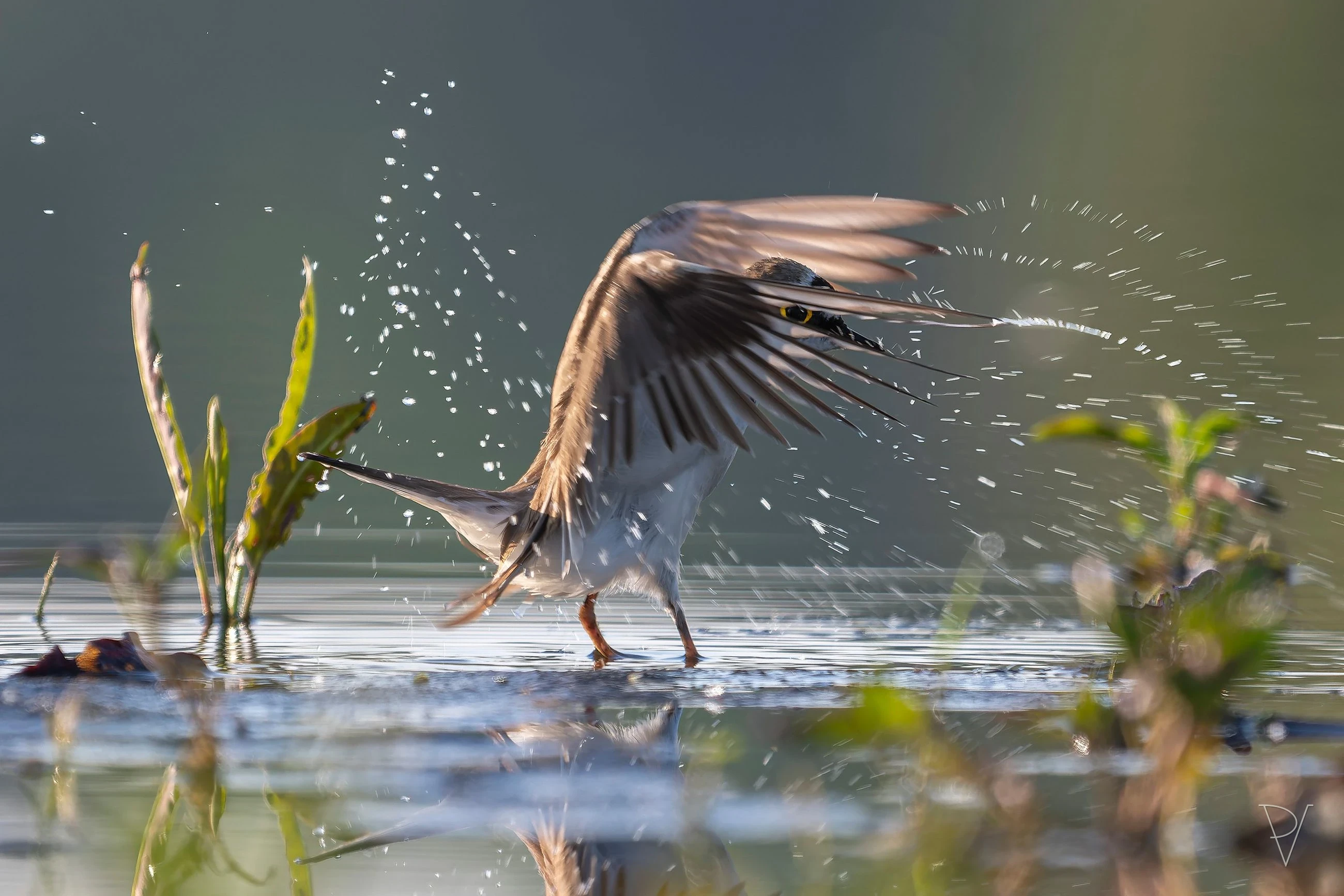 Kulík říční (Charadrius dubius)