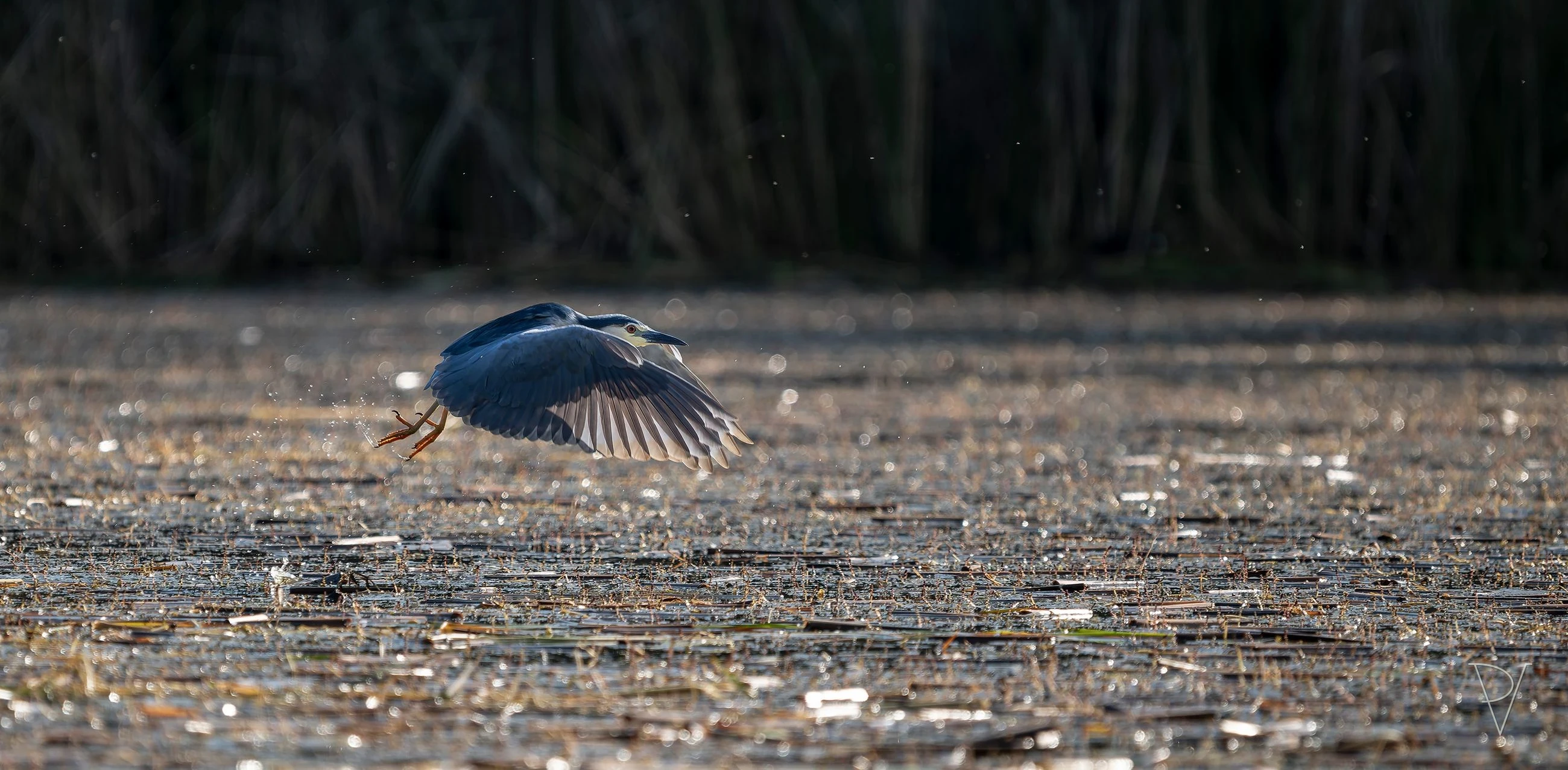 Kvakoš noční (Nycticorax nycticorax)