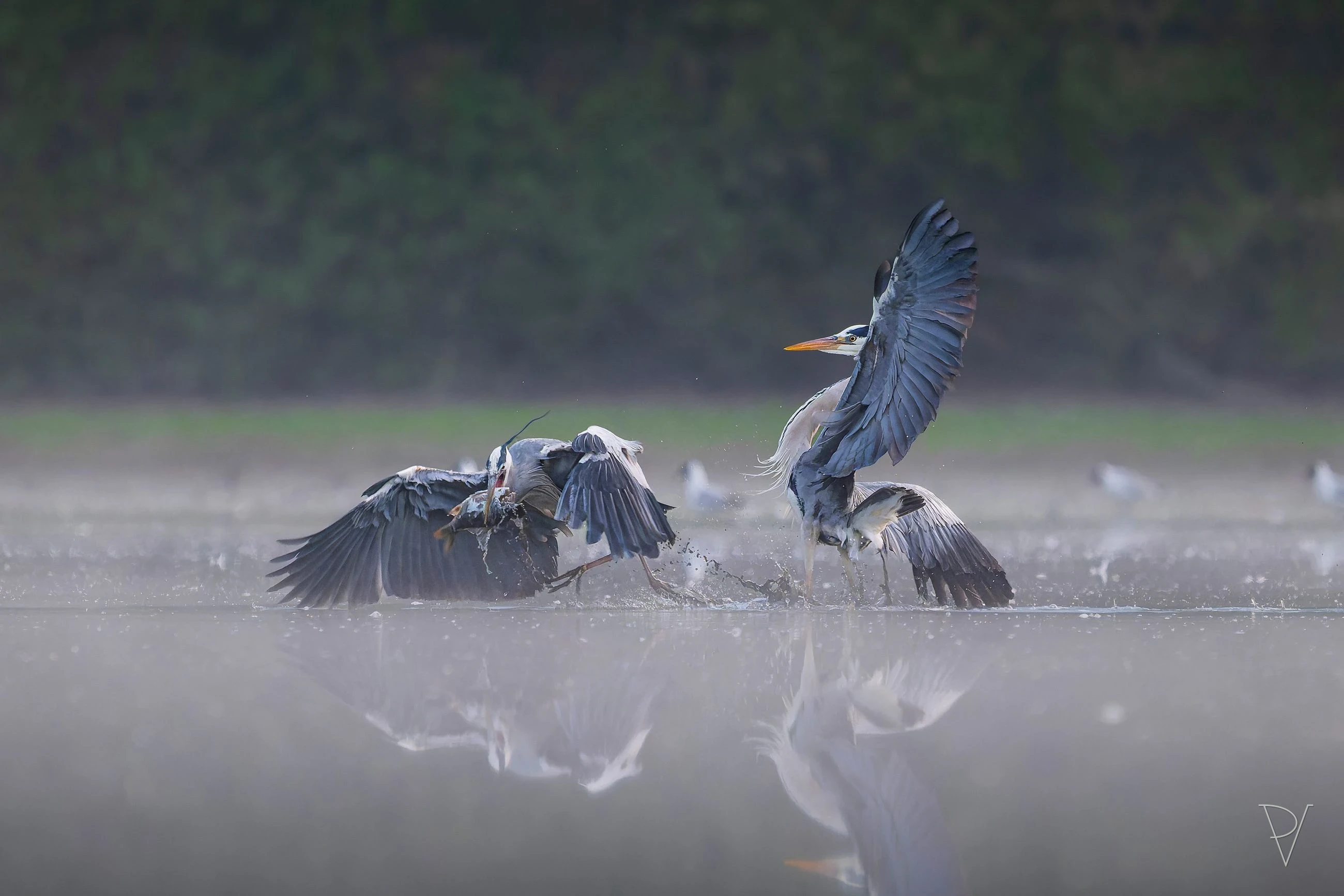 Volavka popelavá (Ardea cinerea)