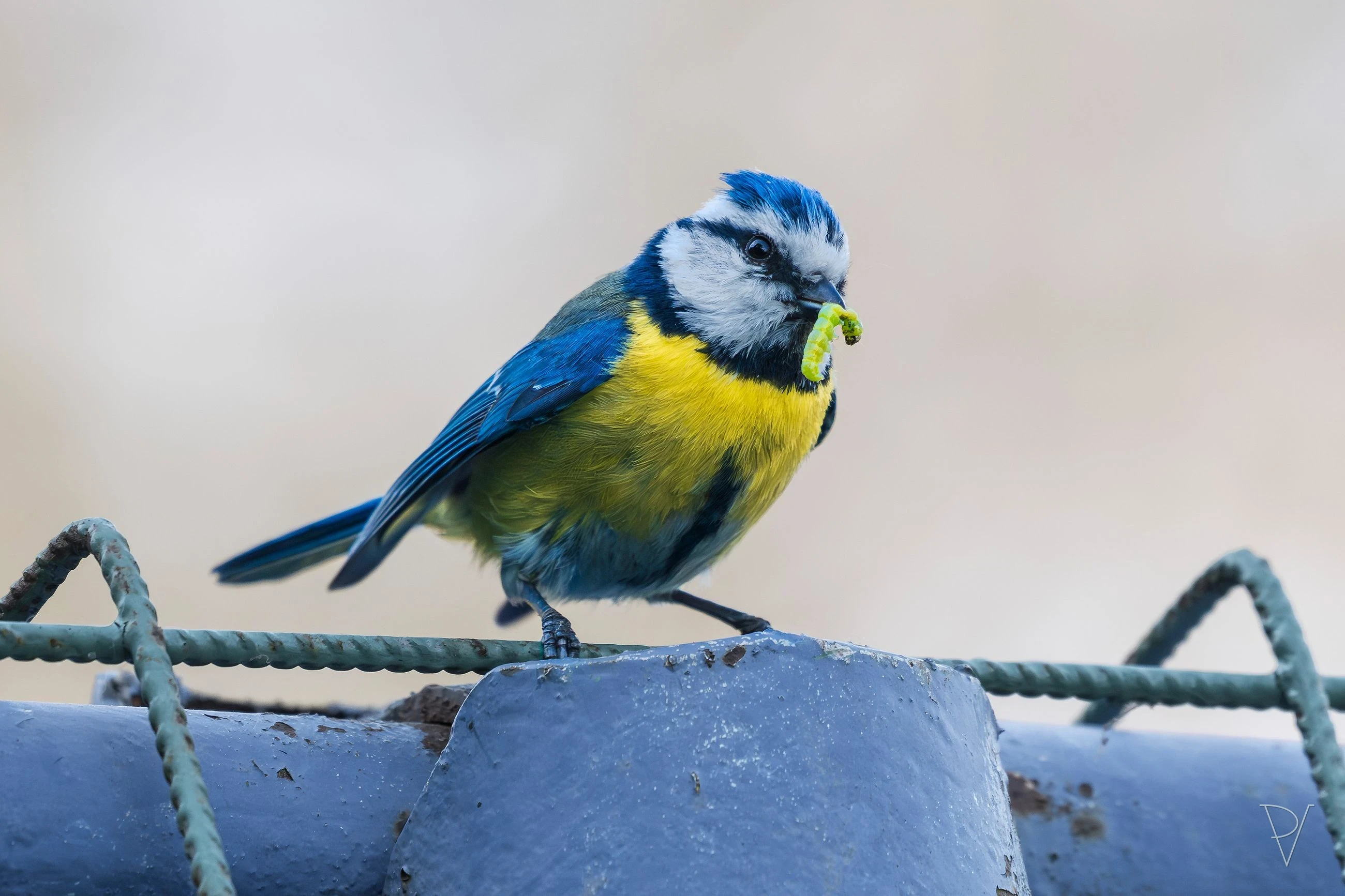 Sýkora modřinka (Cyanistes caeruleus)