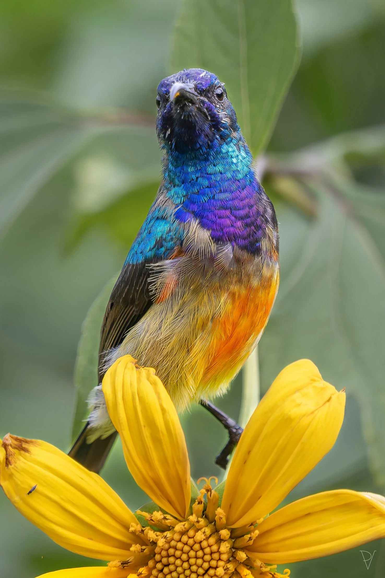 Strdimil (Cinnyris)