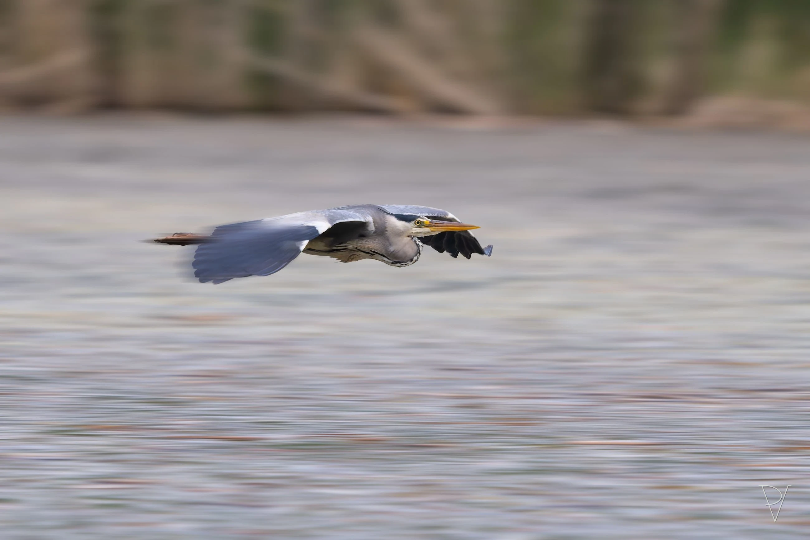 Volavka popelavá (Ardea cinerea)
