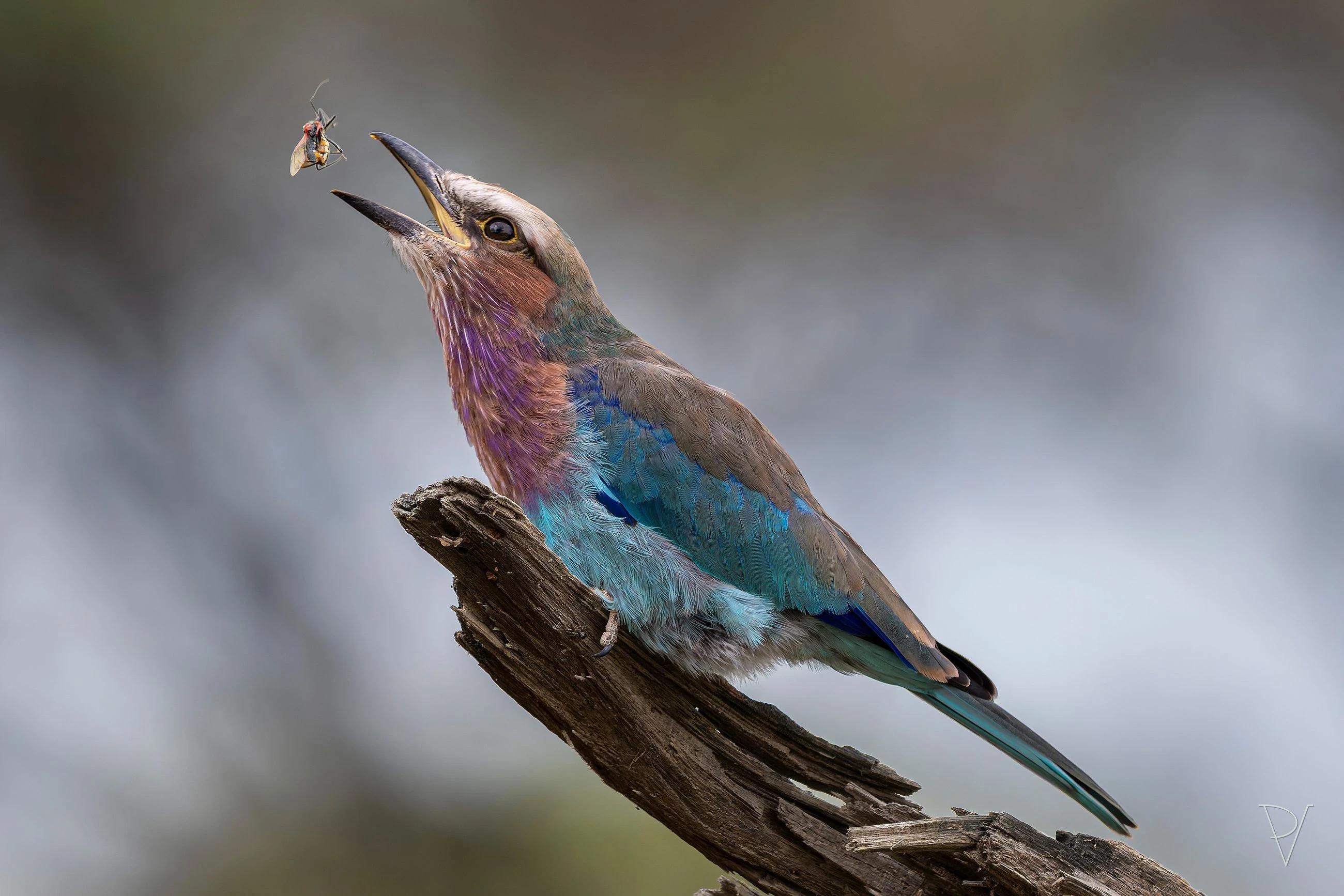 Mandelík fialovoprsý (Coracias caudatus)