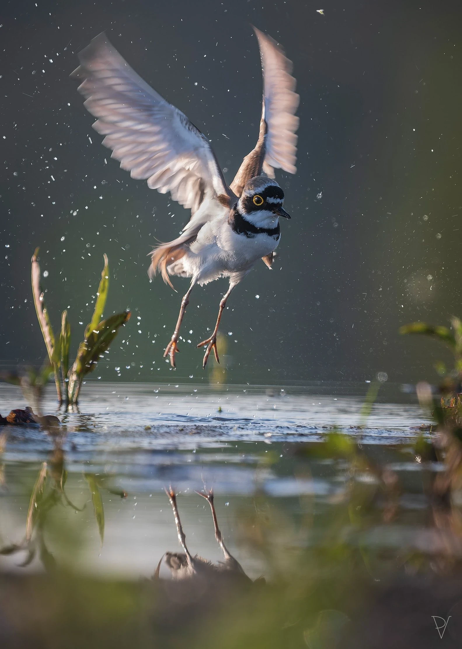 Kulík říční (Charadrius dubius)