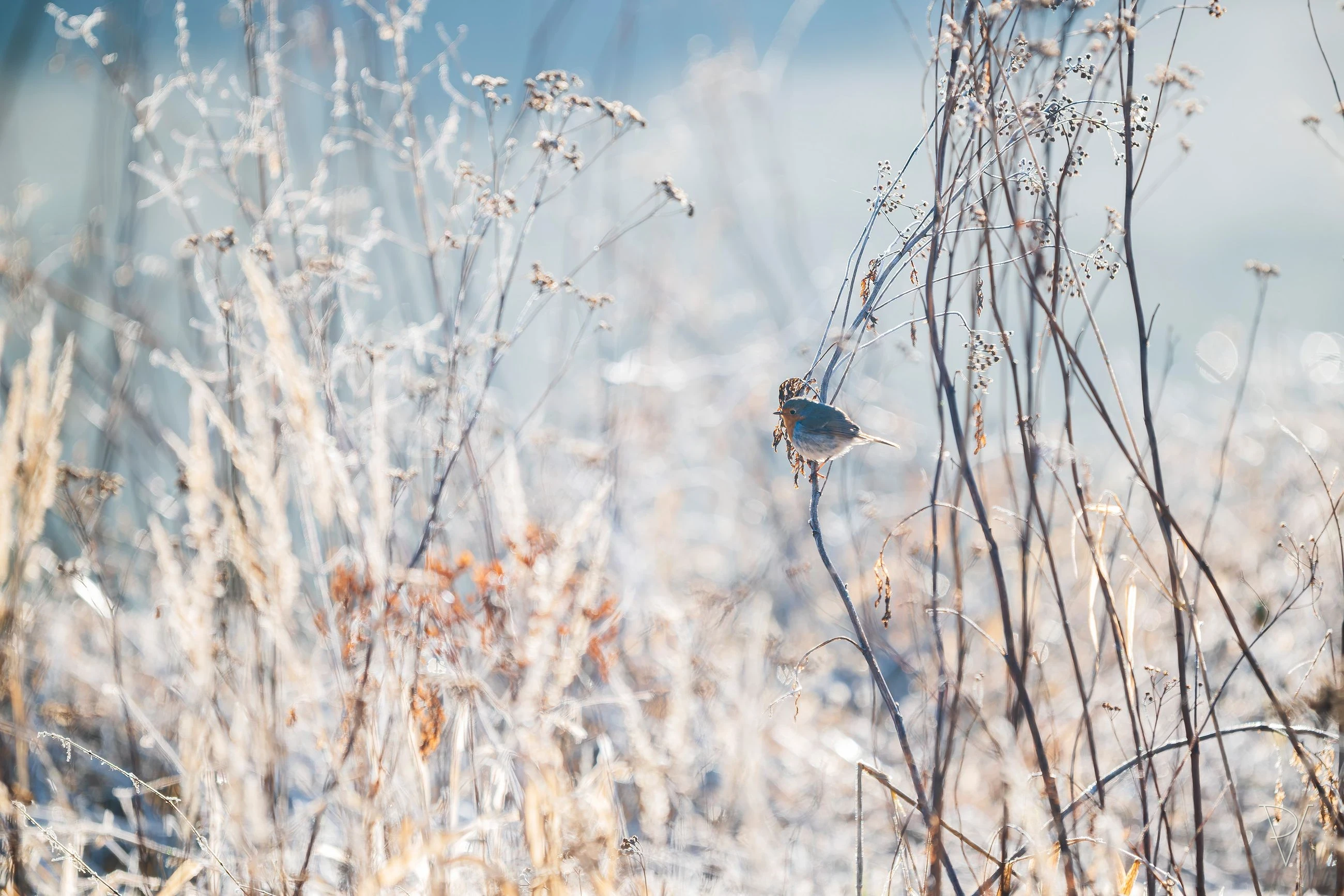 Červenka obecná (Erithacus rubecula)