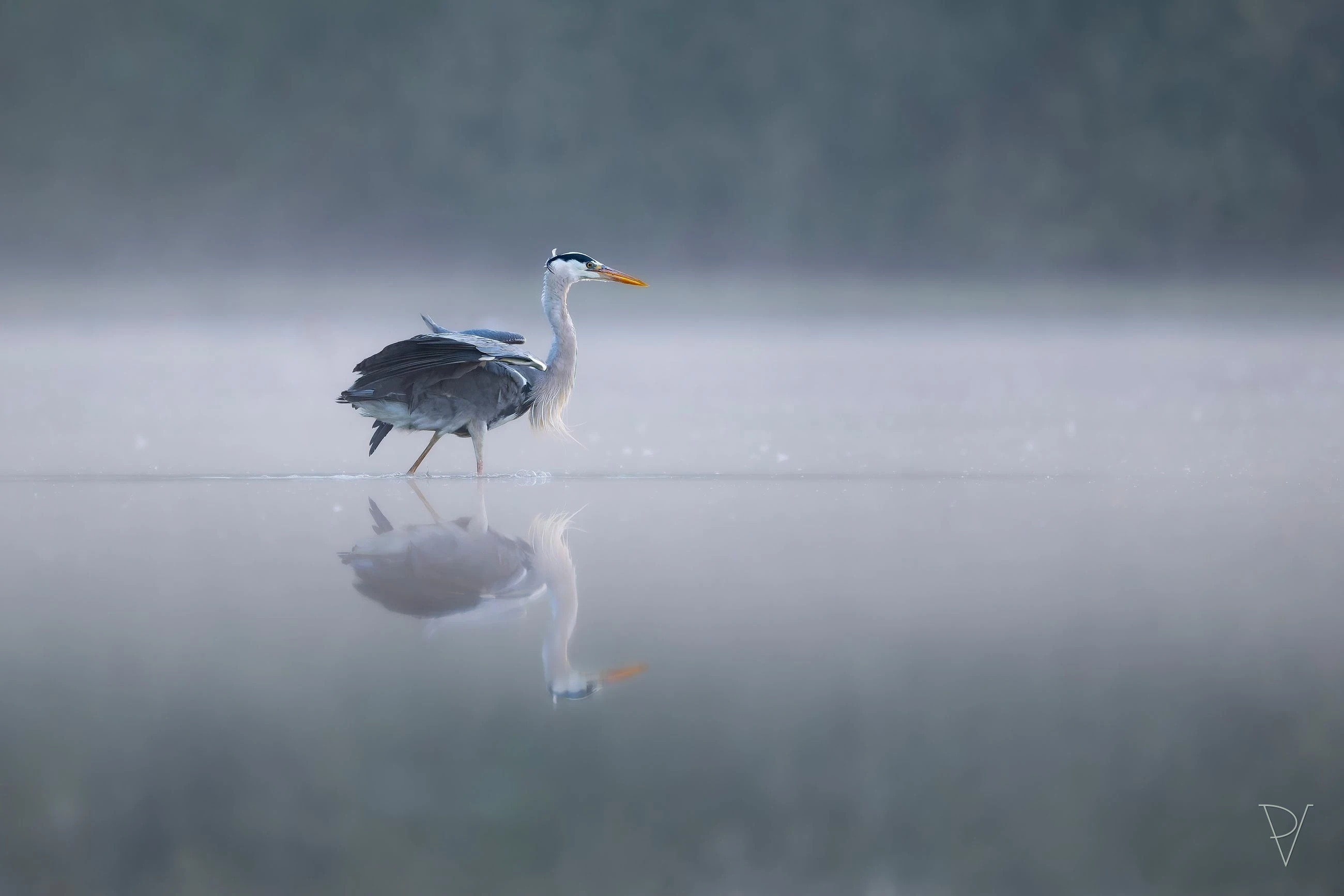 Volavka popelavá (Ardea cinerea)