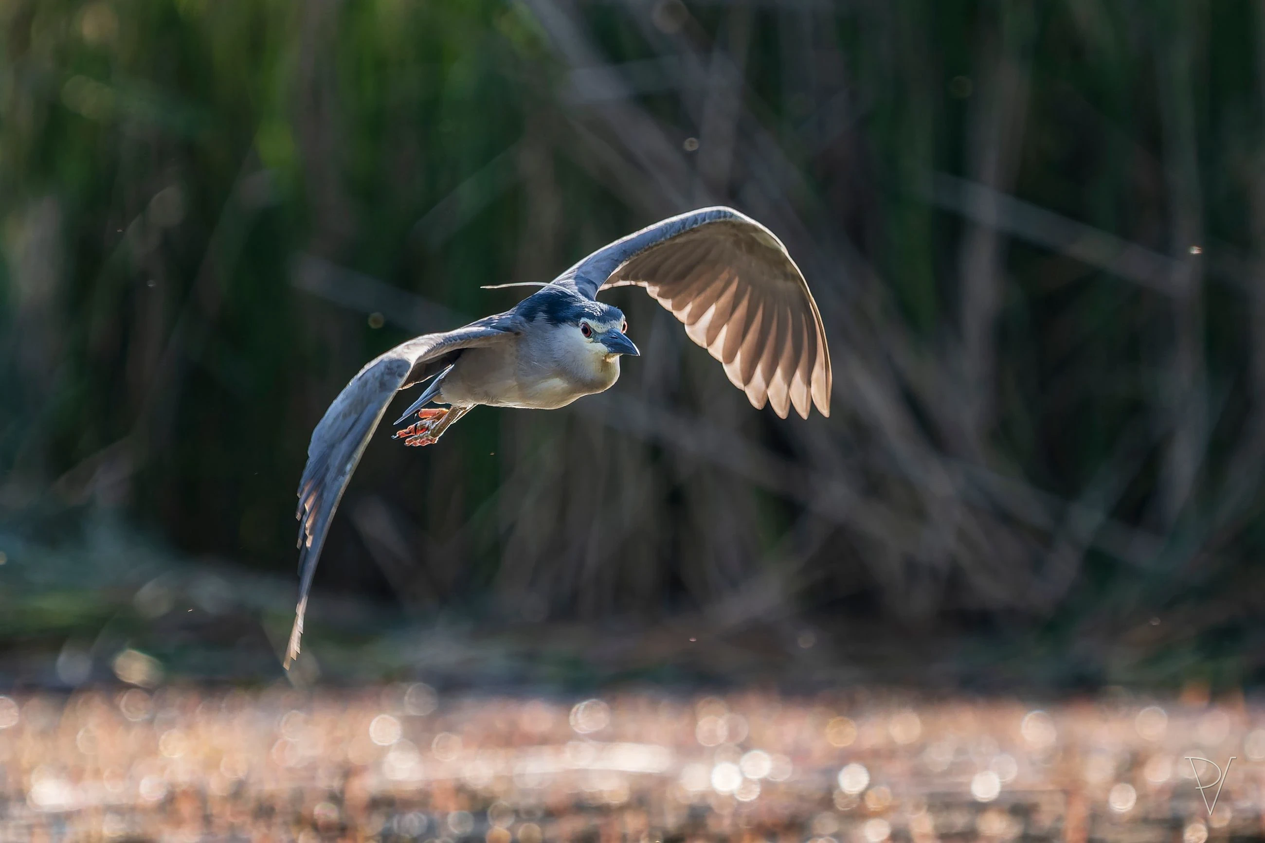 Kvakoš noční (Nycticorax nycticorax)
