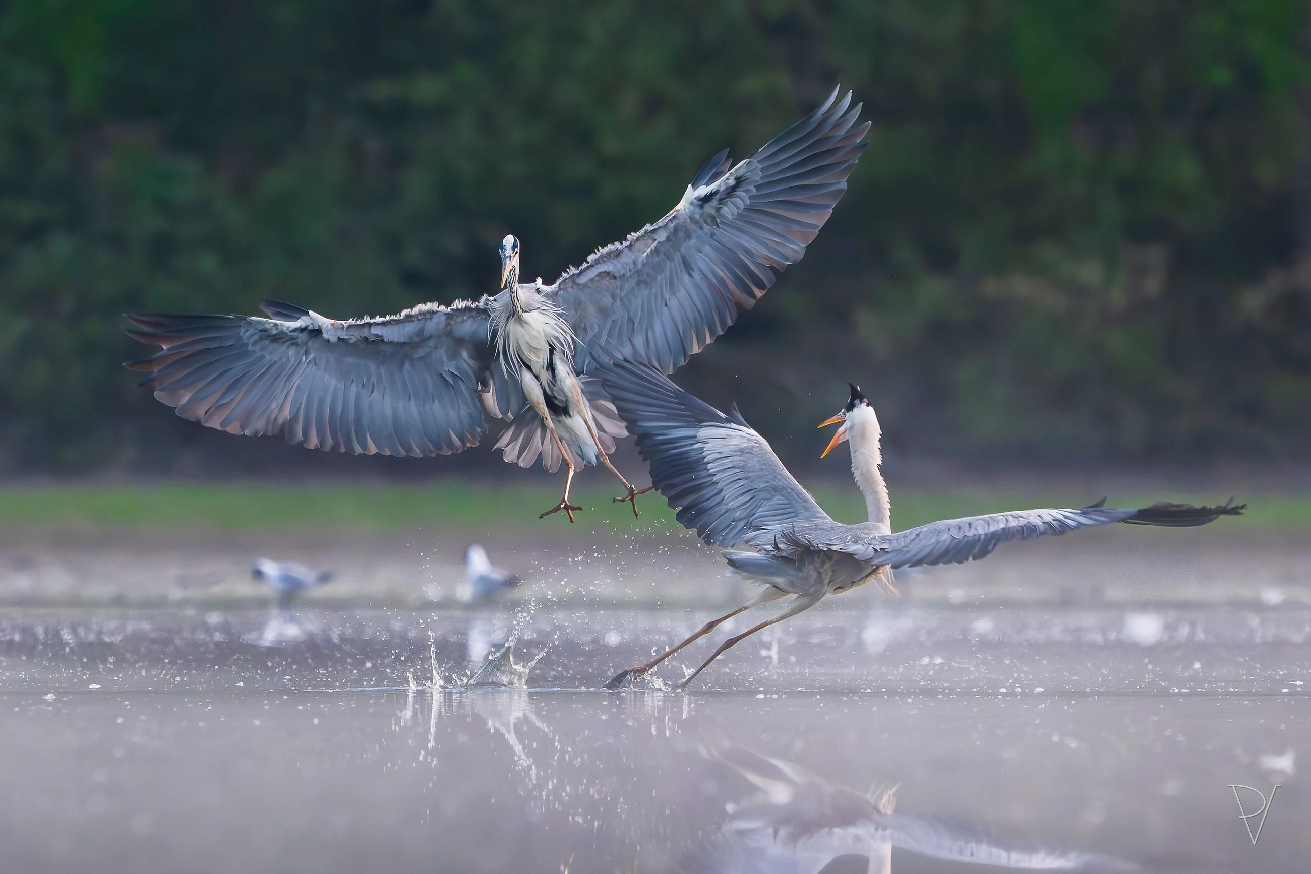 Volavka popelavá (Ardea cinerea)