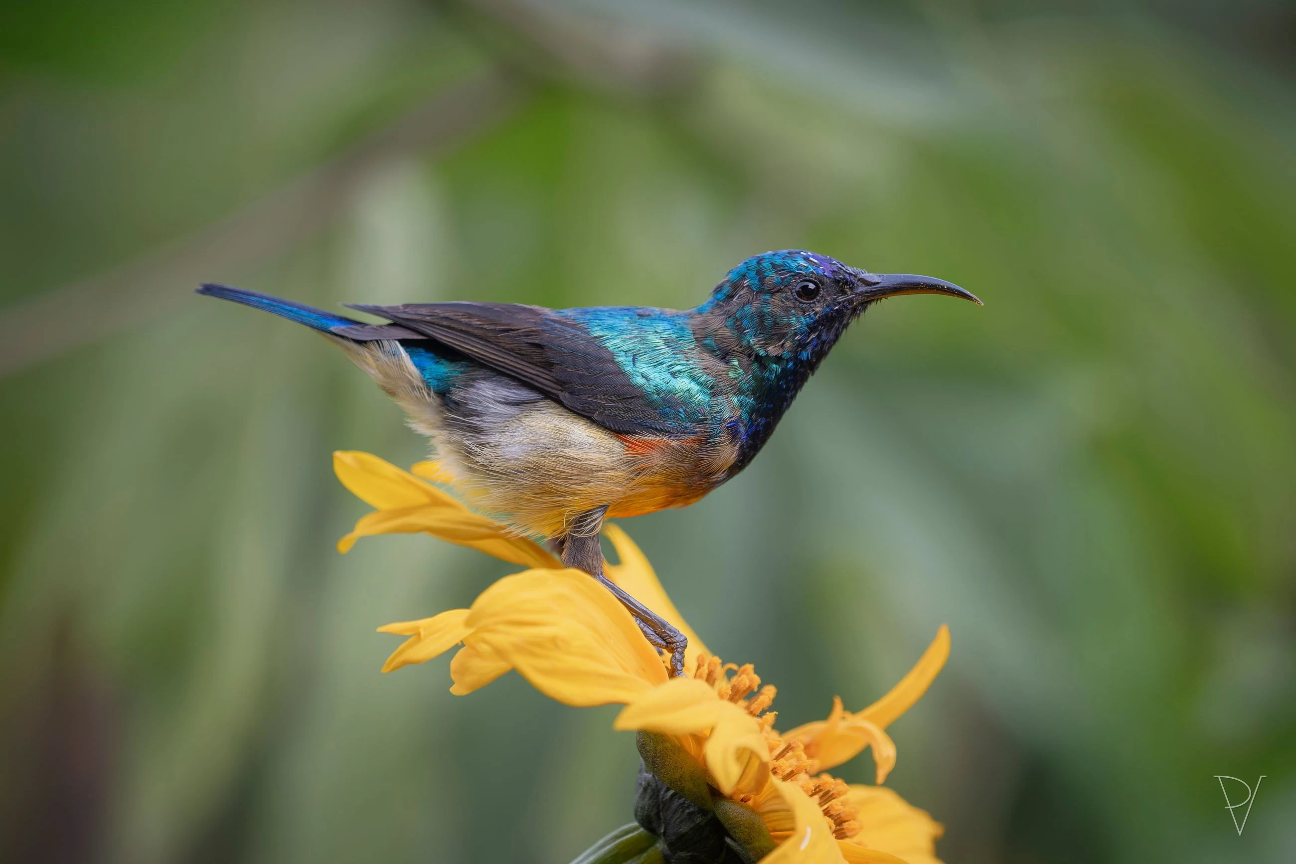 Strdimil (Cinnyris)