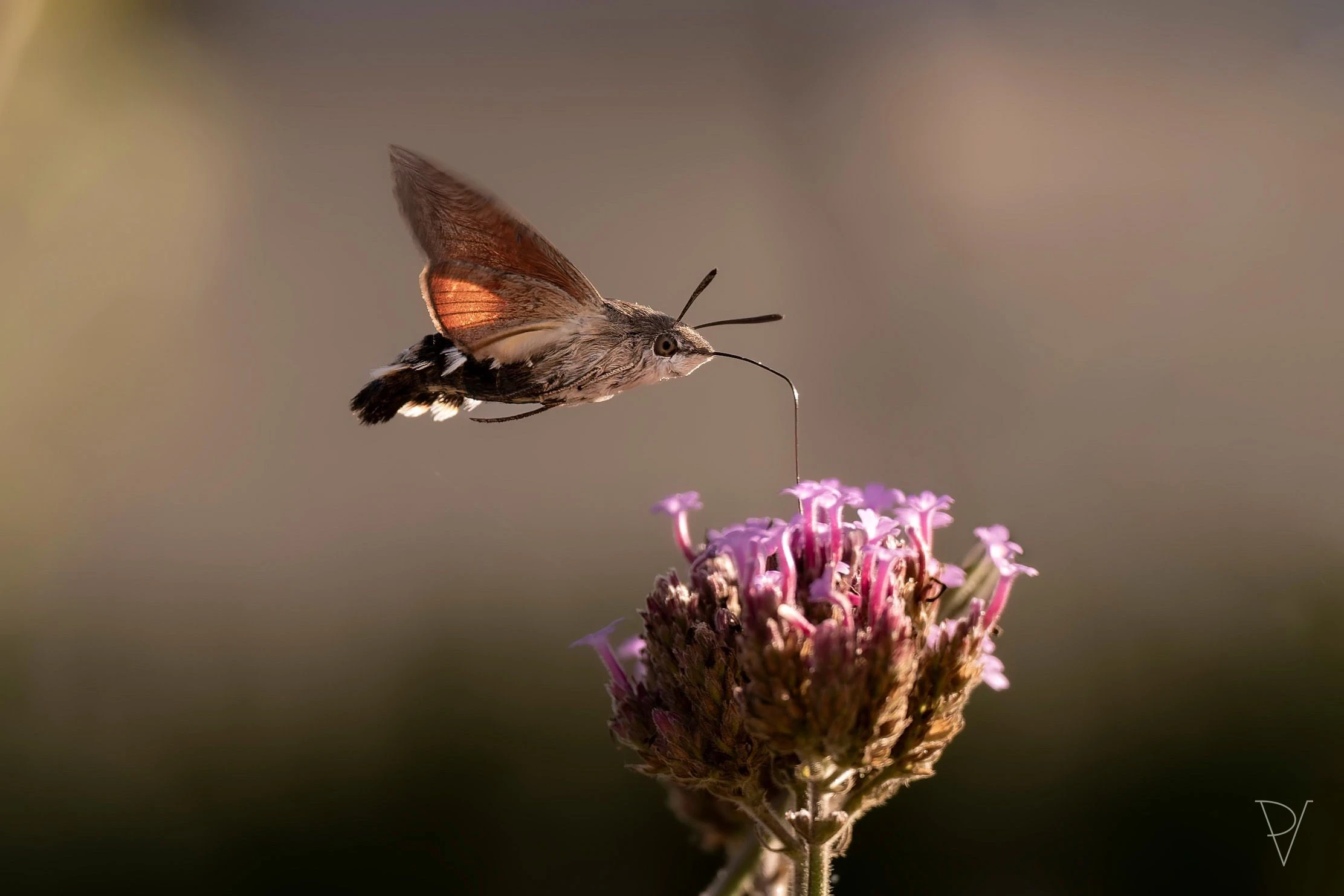 Dlouhozobka svízelová (Macroglossum stellatarum)