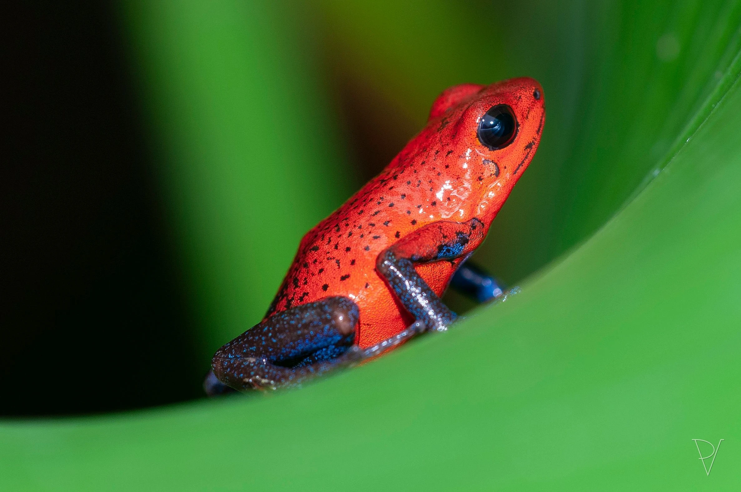 Pralesnička drobná (Oophaga pumilio)