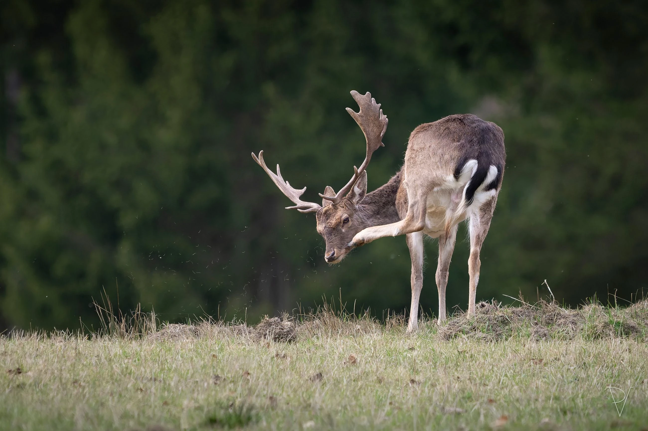 Daněk evropský