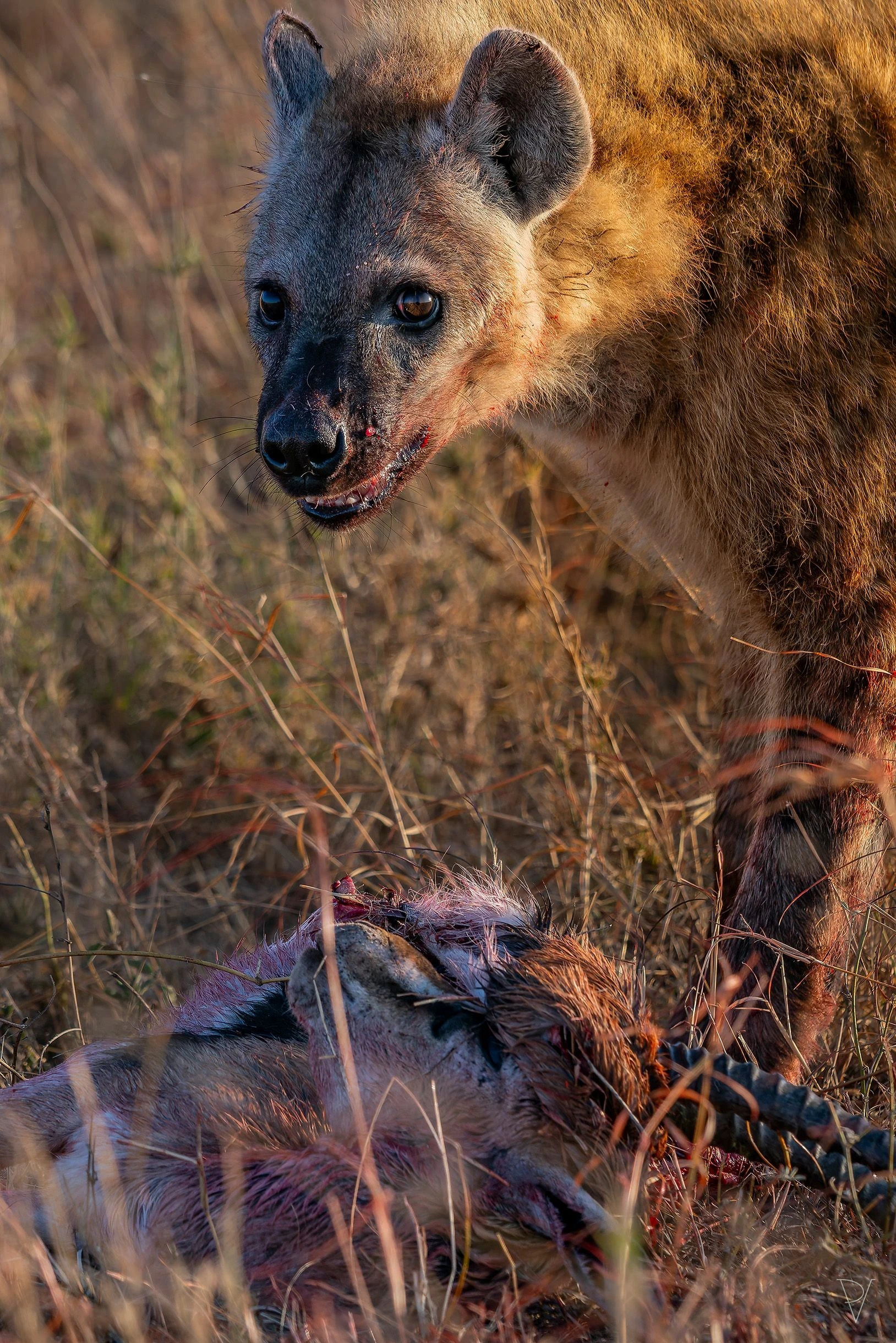 Hyena skvrnitá