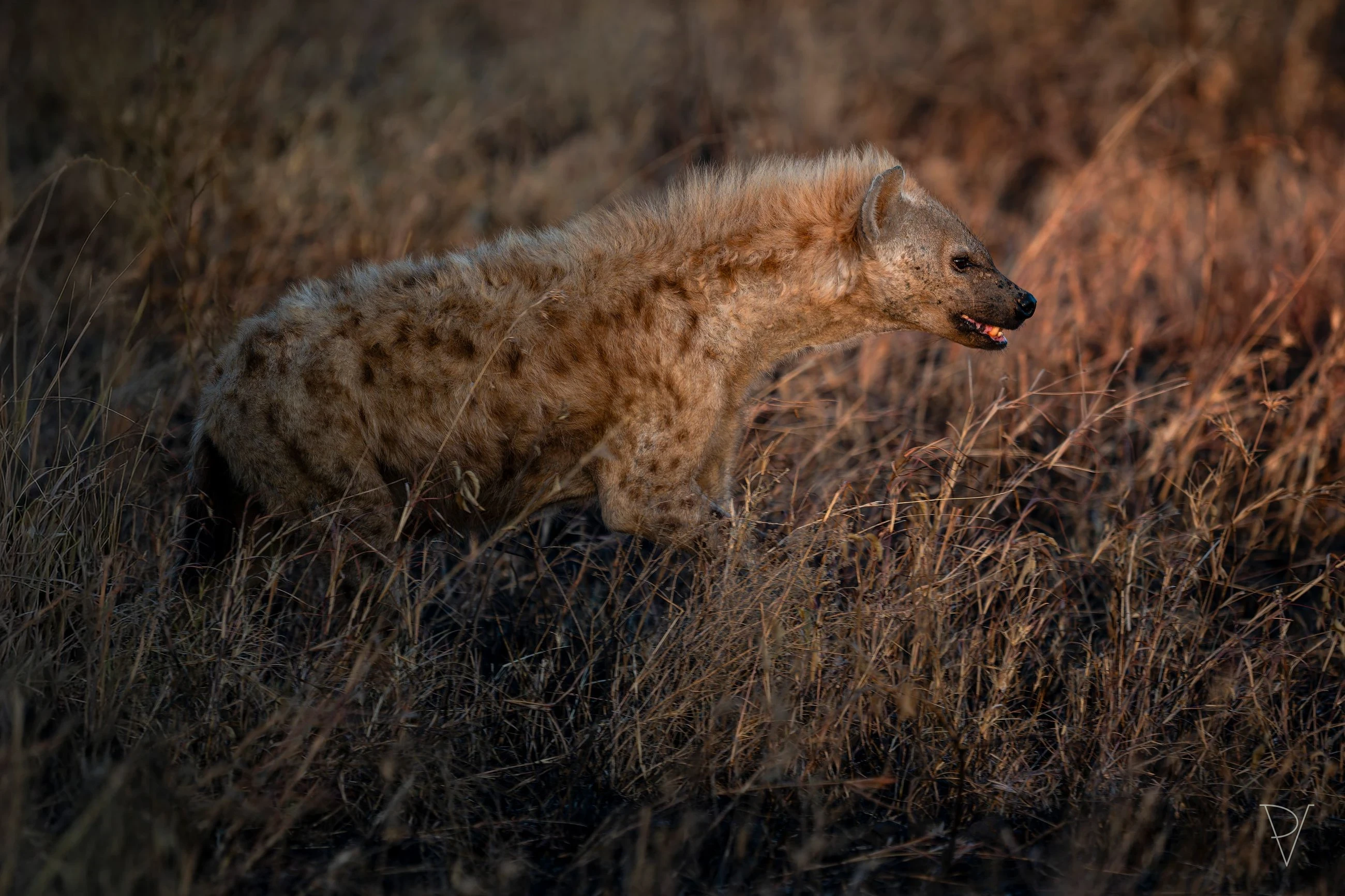 Hyena skvrnitá
