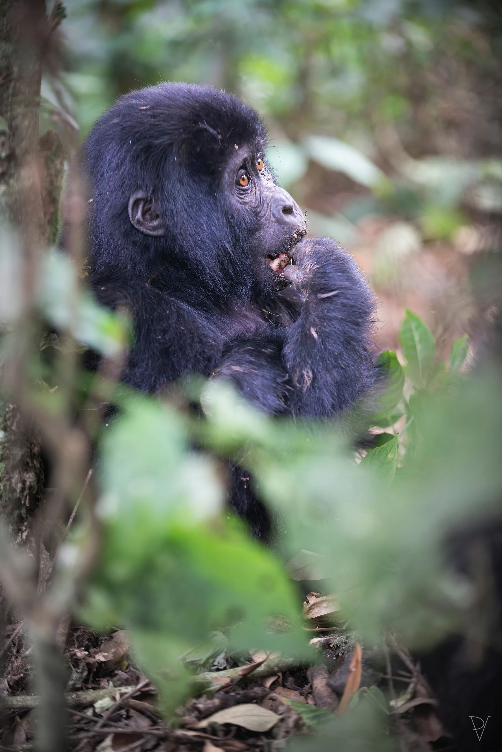 Gorila horská (Gorilla beringei beringei)