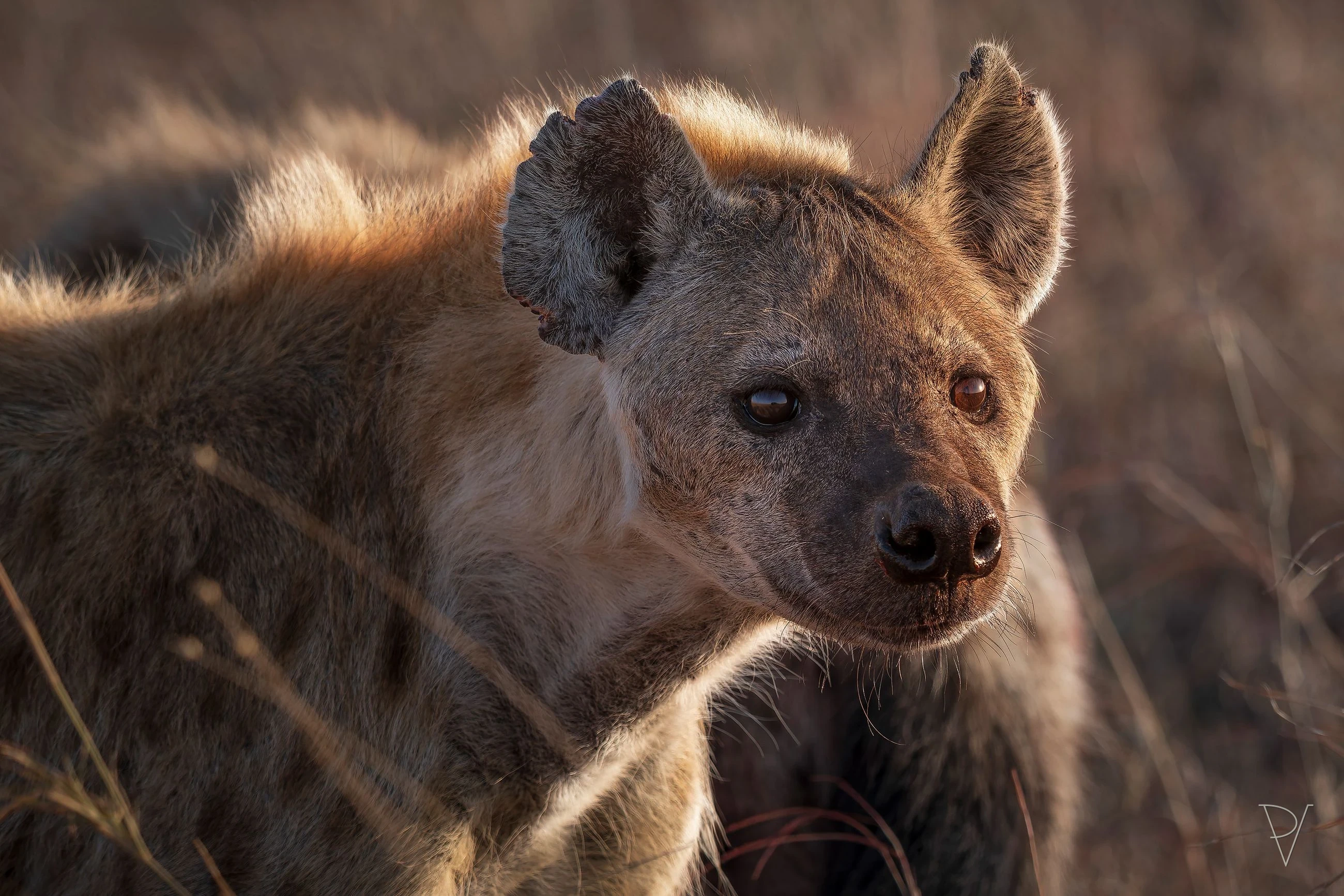 Hyena skvrnitá