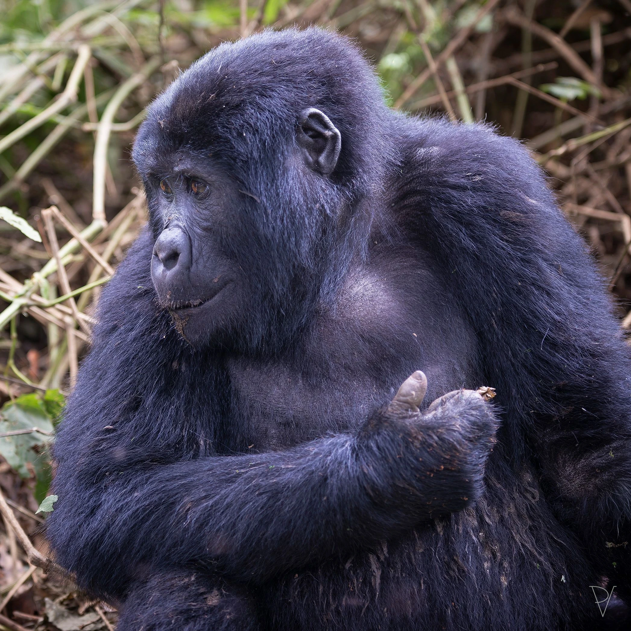 Gorila horská (Gorilla beringei beringei)