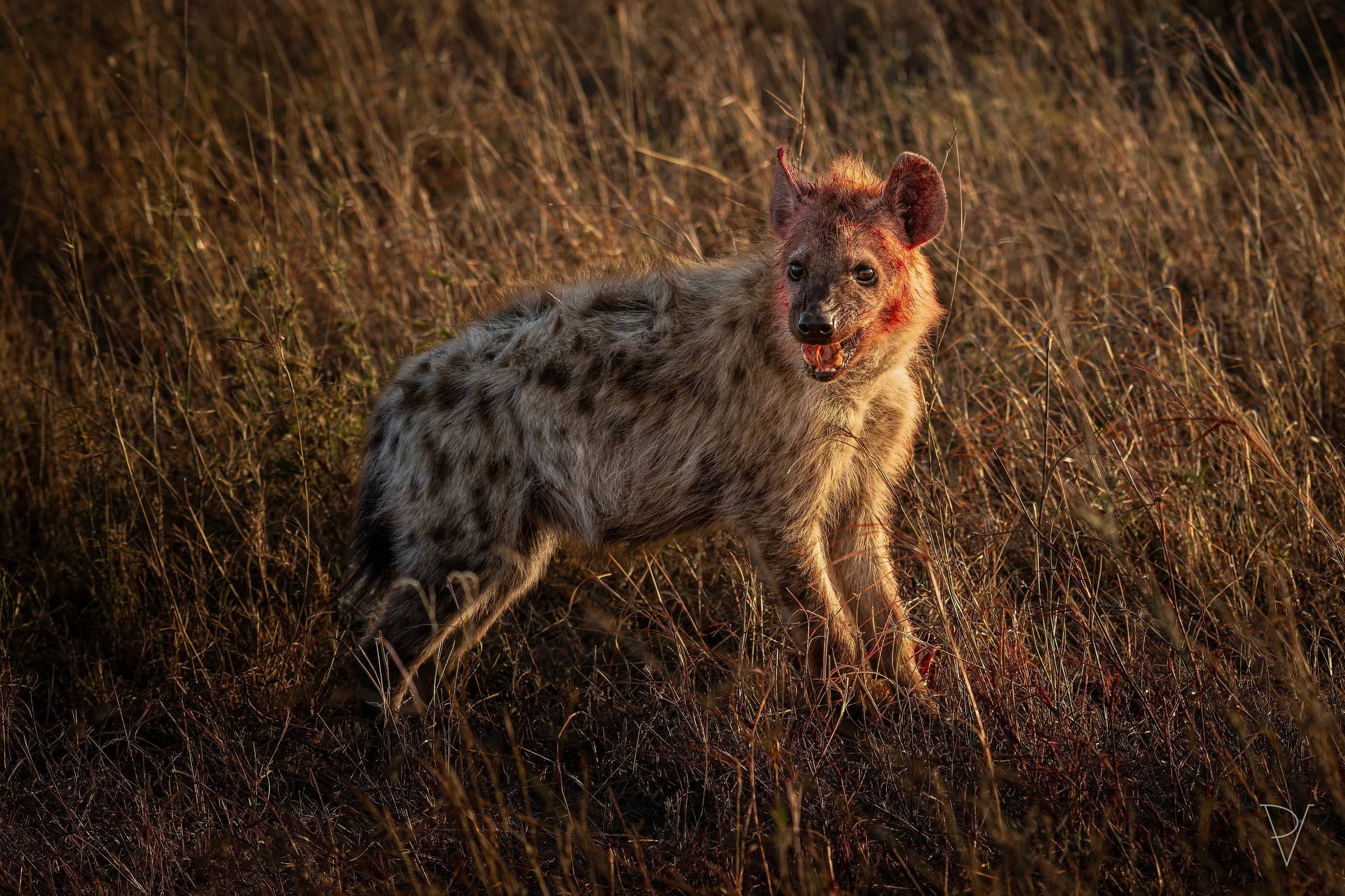 Hyena skvrnitá