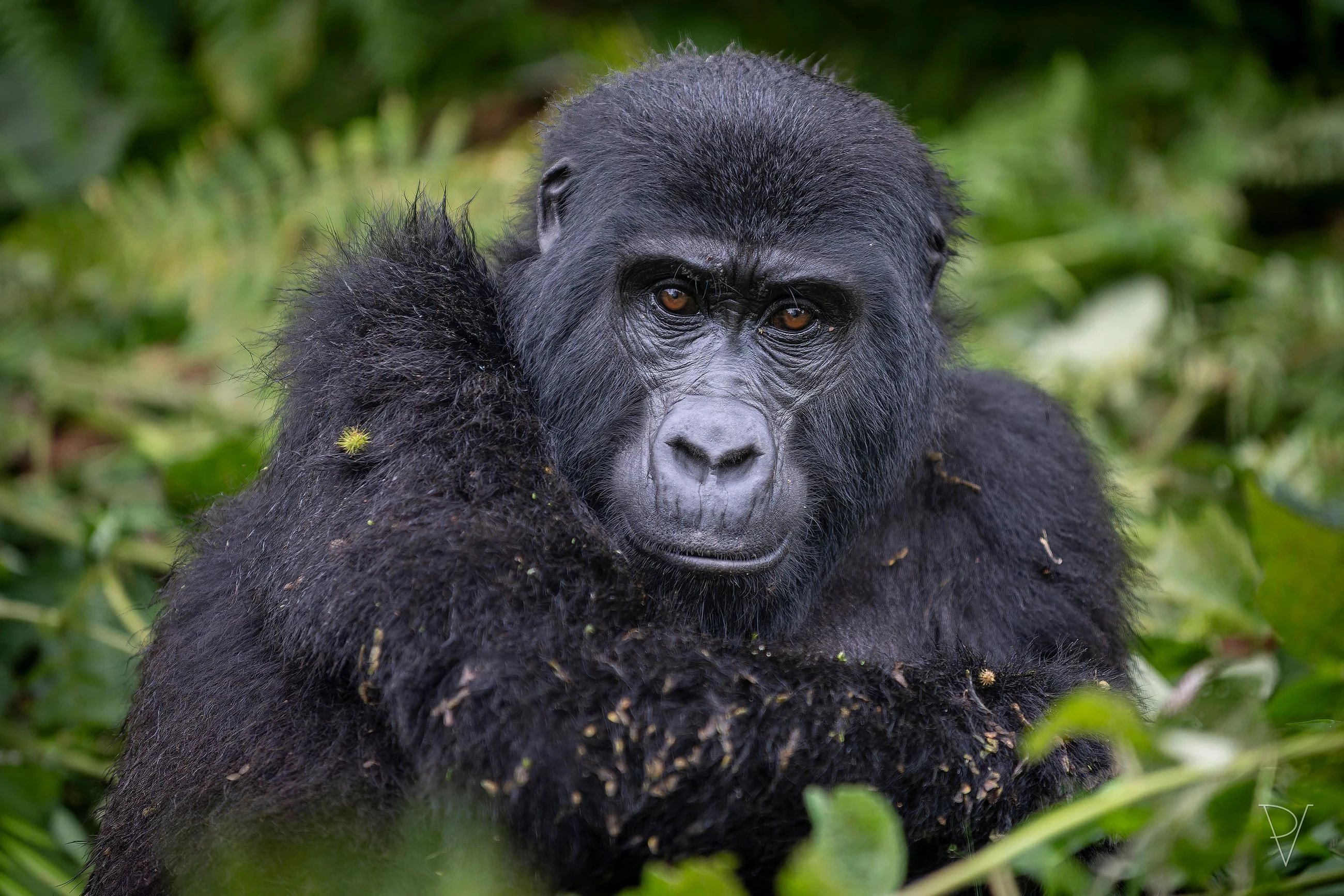 Gorila horská (Gorilla beringei beringei)