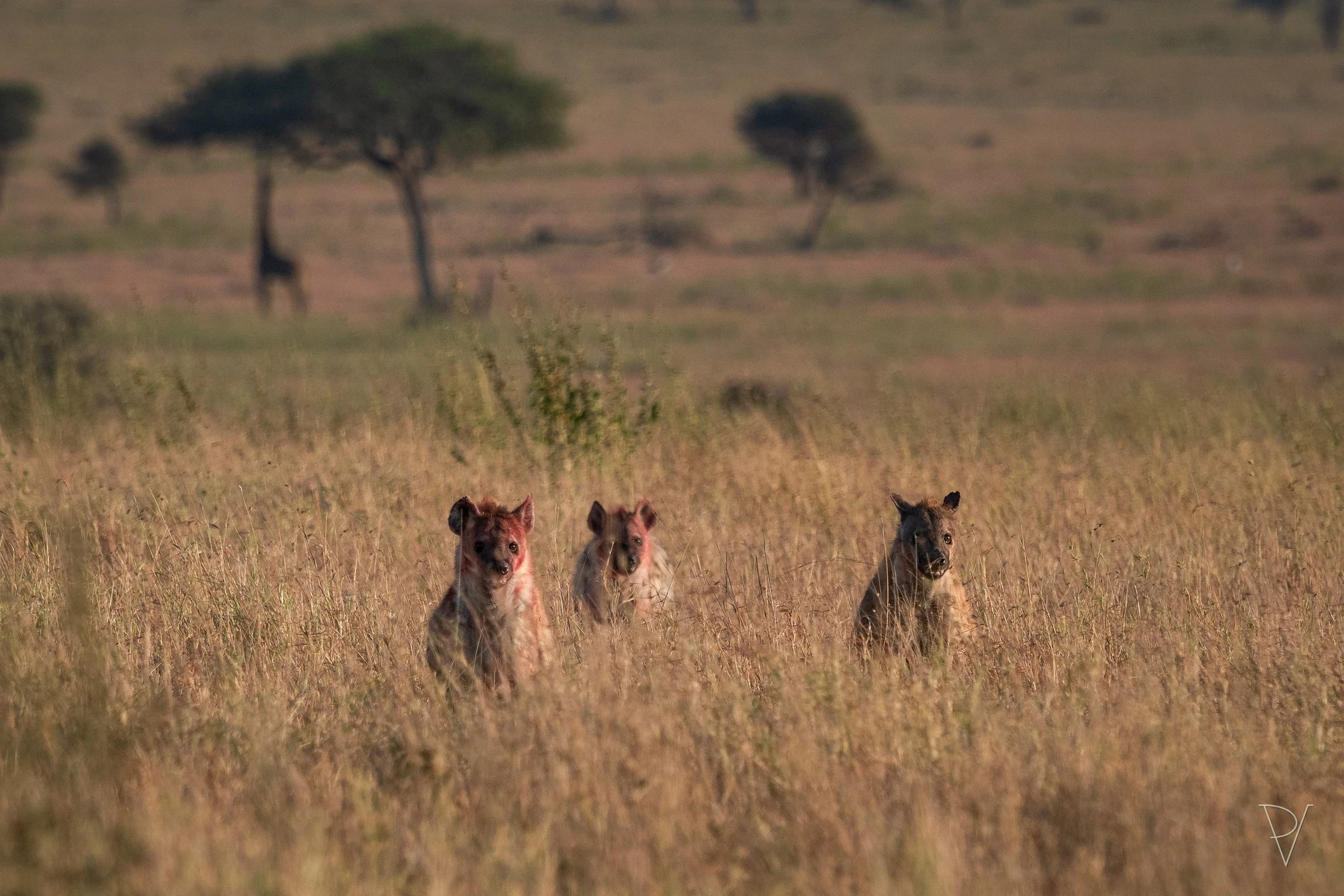 Hyena skvrnitá
